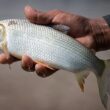 Curimbatá: O Peixe Que Superou Expectativas e Conquistou o Mercado Global Apos a Tilápia!