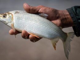 Curimbatá: O Peixe Que Superou Expectativas e Conquistou o Mercado Global Apos a Tilápia!