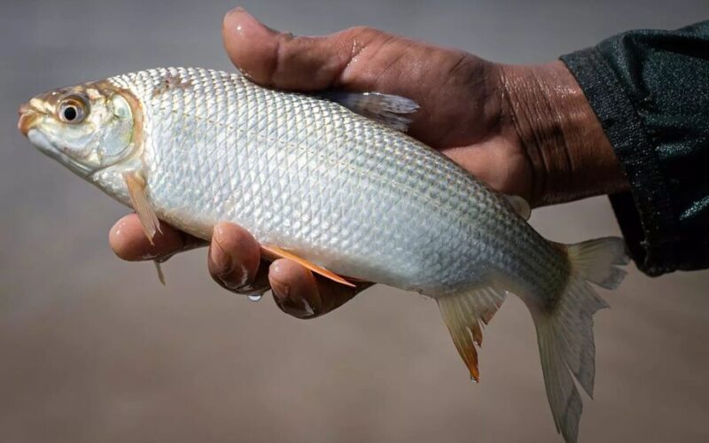 Curimbatá: O Peixe Que Superou Expectativas e Conquistou o Mercado Global Apos a Tilápia!