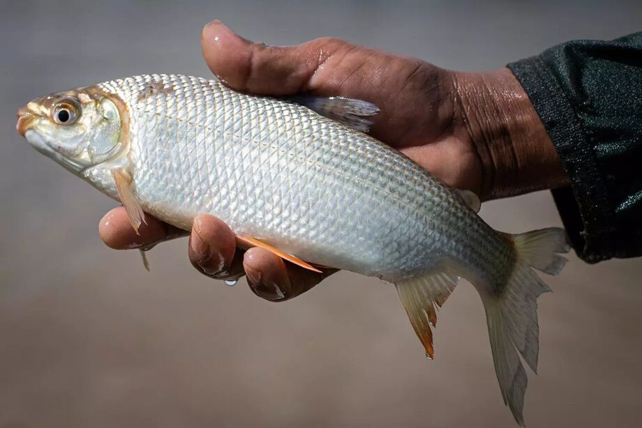 Curimbatá: O Peixe Que Superou Expectativas e Conquistou o Mercado Global Apos a Tilápia!