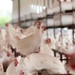 Descubra a Verdade: O Frango de Granja Realmente Consome Hormônios? Especialista Responde