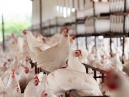 Descubra a Verdade: O Frango de Granja Realmente Consome Hormônios? Especialista Responde