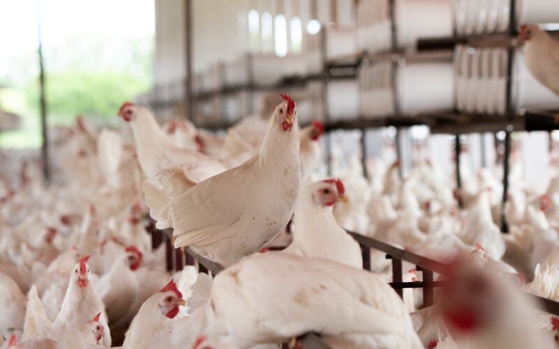 Descubra a Verdade: O Frango de Granja Realmente Consome Hormônios? Especialista Responde