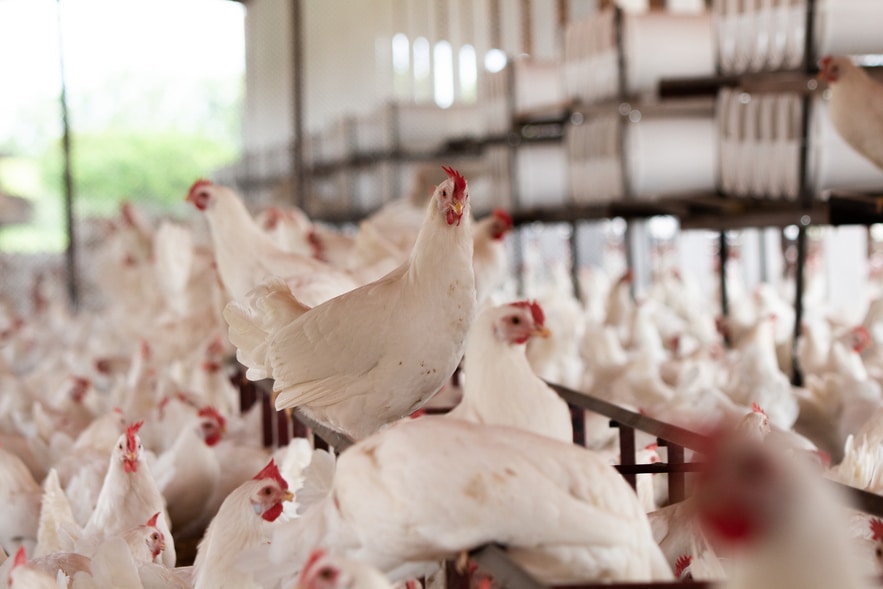 Descubra a Verdade: O Frango de Granja Realmente Consome Hormônios? Especialista Responde