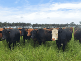 Descubra as Inovações da Minerva Foods no Feicorte 2024 e como Isso Pode Transformar o Setor Pecuário
