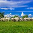 Descubra as Inovações que Transformarão a Pecuária Brasileira Segundo Estudo da Agroven e MIT Sloan