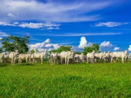Descubra as Inovações que Transformarão a Pecuária Brasileira Segundo Estudo da Agroven e MIT Sloan