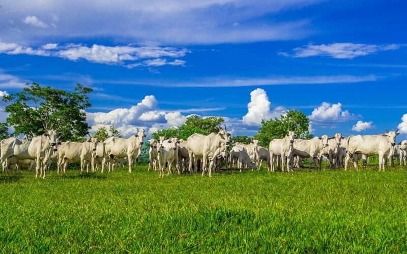 Descubra as Inovações que Transformarão a Pecuária Brasileira Segundo Estudo da Agroven e MIT Sloan