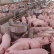 Descubra as Novas Metas da ACCS para Transformar a Suinocultura em Santa Catarina e Impulsionar Seu Sucesso