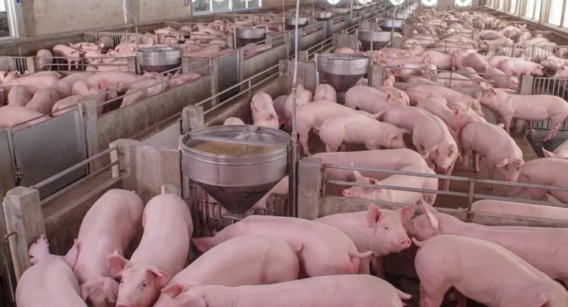 Descubra as Novas Metas da ACCS para Transformar a Suinocultura em Santa Catarina e Impulsionar Seu Sucesso