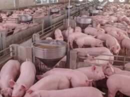 Descubra as Novas Metas da ACCS para Transformar a Suinocultura em Santa Catarina e Impulsionar Seu Sucesso