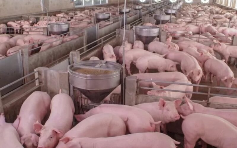 Descubra as Novas Metas da ACCS para Transformar a Suinocultura em Santa Catarina e Impulsionar Seu Sucesso