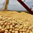 Descubra como a alta do câmbio está impulsionando os preços da soja e o que isso significa para você