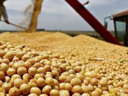 Descubra como a alta do câmbio está impulsionando os preços da soja e o que isso significa para você