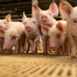 Descubra como a nova abertura de mercado nas Filipinas pode impulsionar suas exportações de produtos suínos