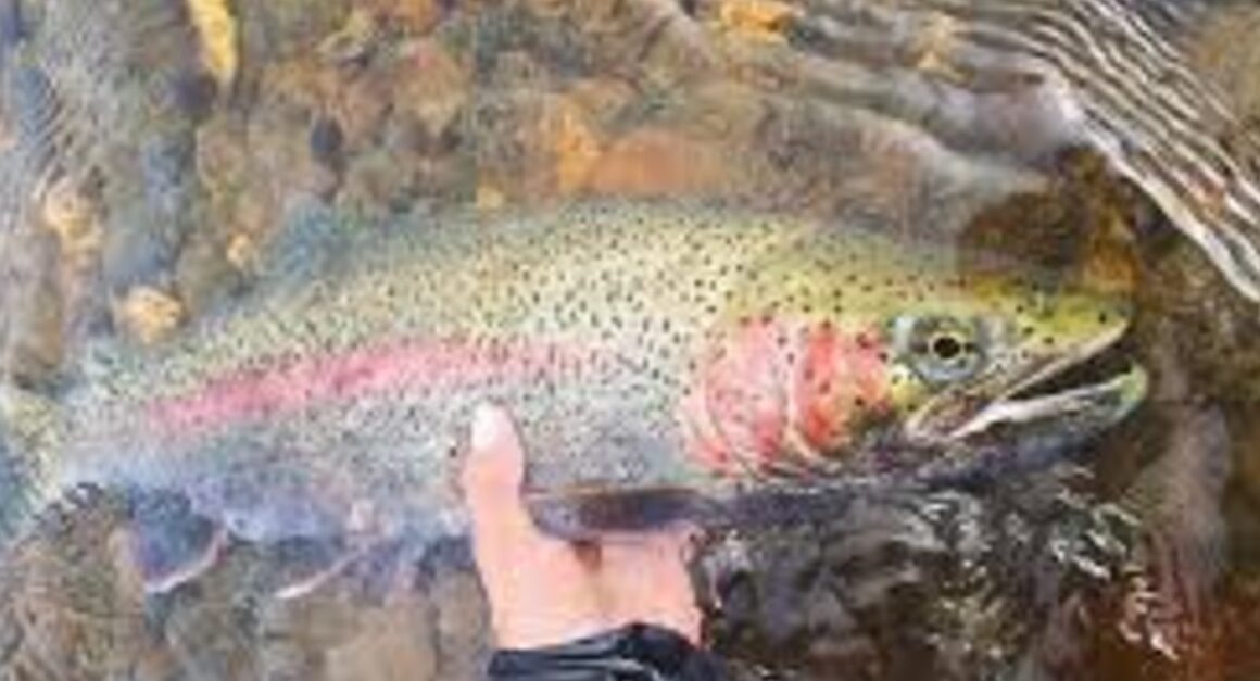 Descubra como a pesquisa do Instituto de Pesca revoluciona o crescimento muscular da truta arco-íris Descubra como a pesquisa do Instituto de Pesca revoluciona o crescimento muscular da truta arco-íris