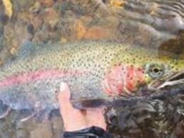 Descubra como a pesquisa do Instituto de Pesca revoluciona o crescimento muscular da truta arco-íris