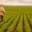 Descubra como a safra recorde de soja e os 10 milhões de toneladas de milho podem impactar o mercado agrícola