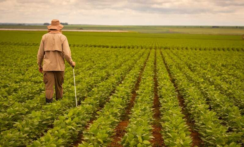 Descubra como a safra recorde de soja e os 10 milhões de toneladas de milho podem impactar o mercado agrícola