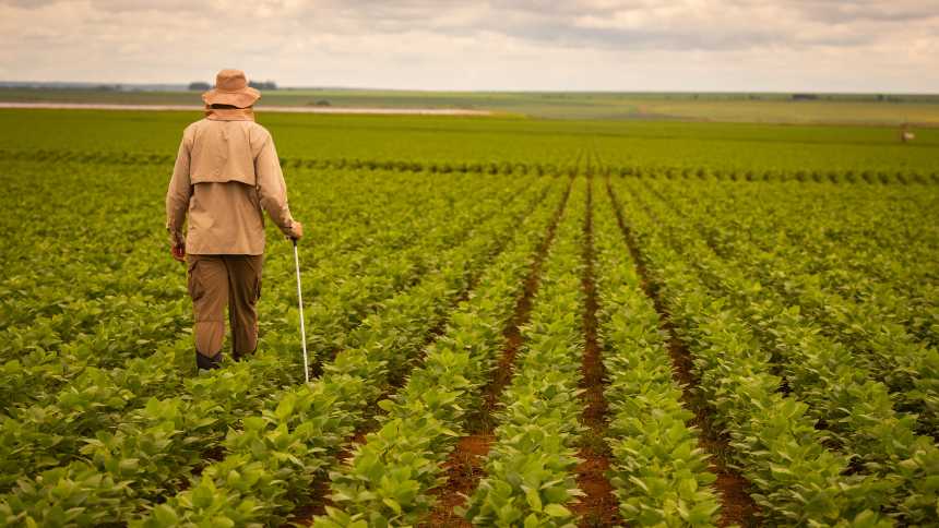 Descubra como a safra recorde de soja e os 10 milhões de toneladas de milho podem impactar o mercado agrícola