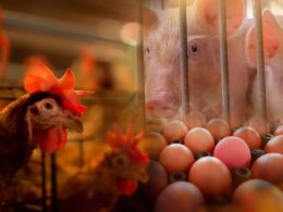 Descubra como as enzimas transformam a digestão de aminoácidos na nutrição animal e potencializam resultados