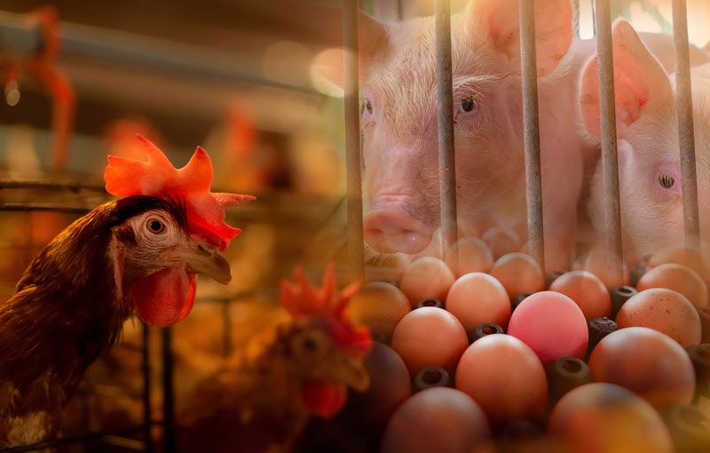 Descubra como as enzimas transformam a digestão de aminoácidos na nutrição animal e potencializam resultados
