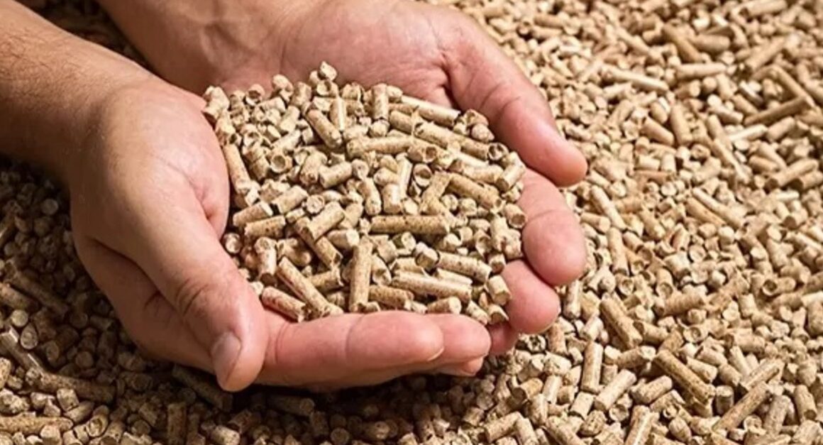 Descubra como o crescimento de 2,7% na produção de rações em 2024 pode transformar o mercado brasileiro
