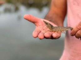Descubra como rações extrusadas podem transformar a saúde e o desempenho do seu camarão de forma surpreendente