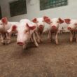 Descubra o Crescimento Surpreendente nas Exportações de Carne Suína: 15,1% a Mais em Novembro