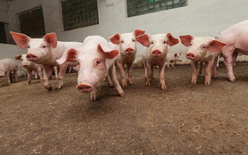 Descubra o Crescimento Surpreendente nas Exportações de Carne Suína: 15,1% a Mais em Novembro