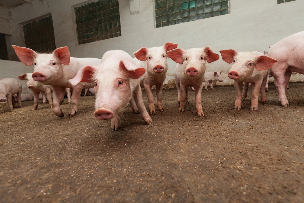 Descubra o Crescimento Surpreendente nas Exportações de Carne Suína: 15,1% a Mais em Novembro