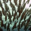 Descubra o Mundo da Pesca: Conhecimento Acessível com as Publicações do Instituto de Pesca!