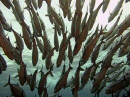 Descubra o Mundo da Pesca: Conhecimento Acessível com as Publicações do Instituto de Pesca!