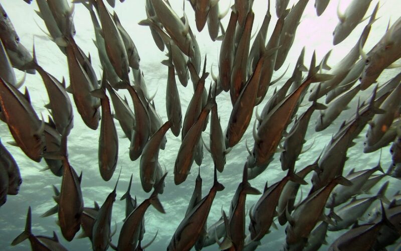 Descubra o Mundo da Pesca: Conhecimento Acessível com as Publicações do Instituto de Pesca!