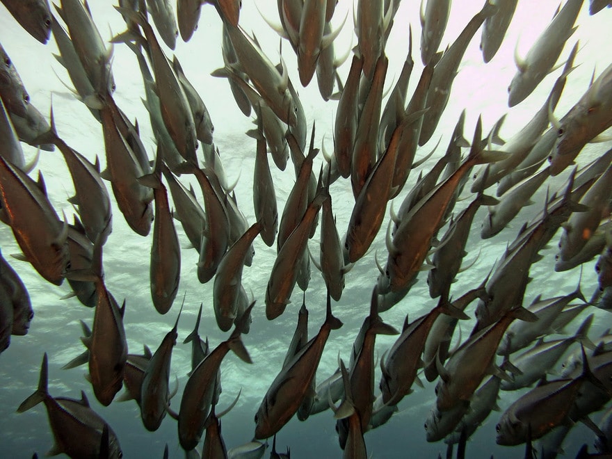 Descubra o Mundo da Pesca: Conhecimento Acessível com as Publicações do Instituto de Pesca!