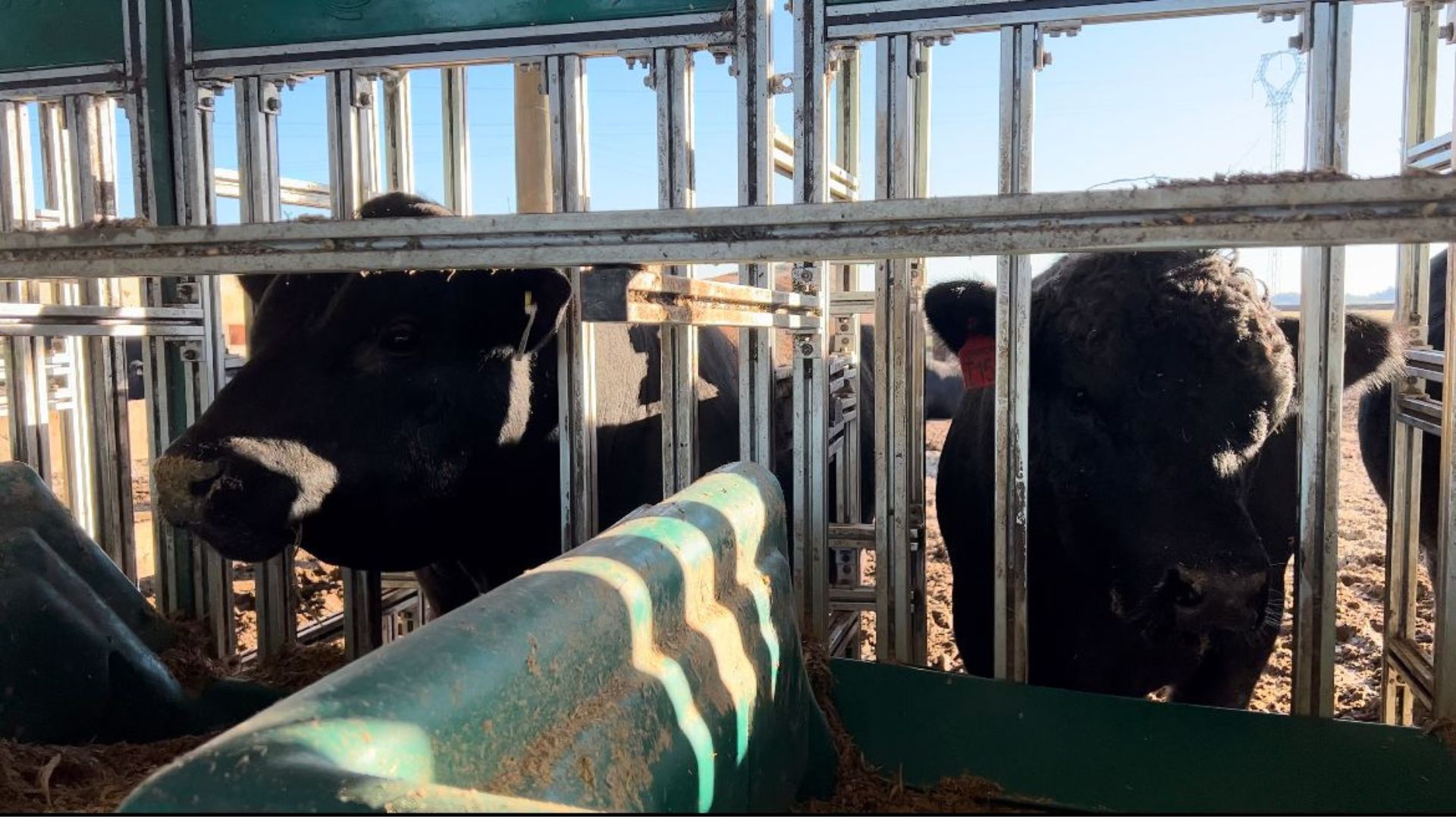 Descubra os cinco touros vitoriosos na elite da Prova de Eficiência Alimentar da Angus 2023.