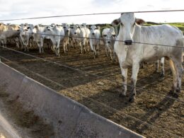 Descubra os Impactos do Censo de Confinamento da dsm-firmenich no Futuro da Pecuária Brasileira