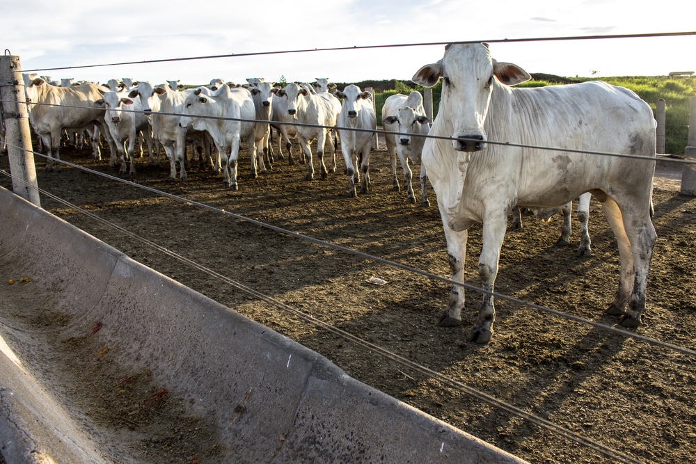 Descubra os Impactos do Censo de Confinamento da dsm-firmenich no Futuro da Pecuária Brasileira