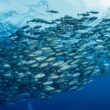 Descubra Receitas Incríveis: Participe do Concurso ‘Festas com Sabor de Pescado’ e Surpreenda Seus Convidados
