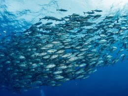 Descubra Receitas Incríveis: Participe do Concurso ‘Festas com Sabor de Pescado’ e Surpreenda Seus Convidados