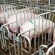 Desvendando a Queda: O Que Significa a Diminuição dos Preços no Mercado de Suínos para sua Mesa?