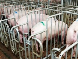 Desvendando a Queda: O Que Significa a Diminuição dos Preços no Mercado de Suínos para sua Mesa?