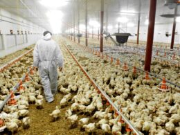 Dia do Avicultor: os produtores que blindam a segurança alimentar do Brasil e do mundo