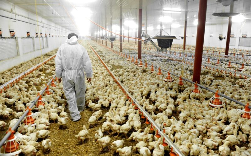 Dia do Avicultor: os produtores que blindam a segurança alimentar do Brasil e do mundo