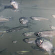 Dominando o Inverno: Dicas do Instituto de Pesca para Potencializar o Manejo de Espécies!