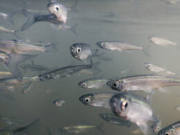 Dominando o Inverno: Dicas do Instituto de Pesca para Potencializar o Manejo de Espécies!