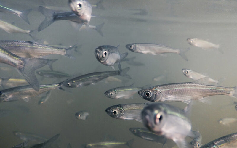 Dominando o Inverno: Dicas do Instituto de Pesca para Potencializar o Manejo de Espécies!