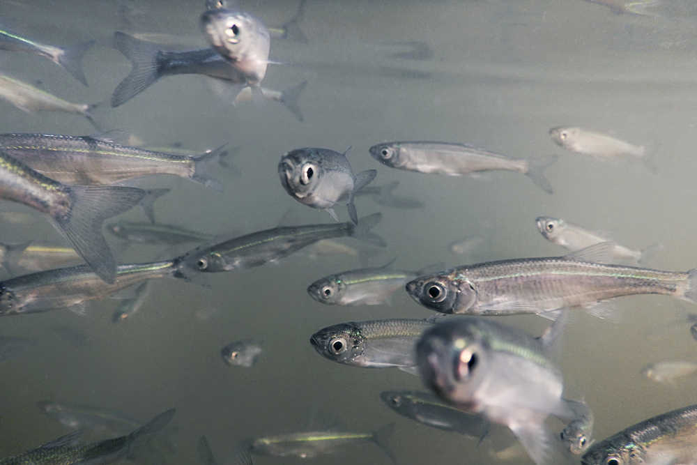 Dominando o Inverno: Dicas do Instituto de Pesca para Potencializar o Manejo de Espécies! Dominando o Inverno: Dicas do Instituto de Pesca para Potencializar o Manejo de Espécies!