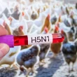 Embargo ao frango: quais ações de frigoríficos sentirão o impacto, segundo análise do mercado.