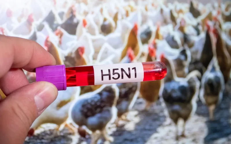 Embargo ao frango: quais ações de frigoríficos sentirão o impacto, segundo análise do mercado.